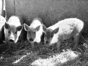 Curious piglets