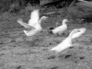 Honking geese