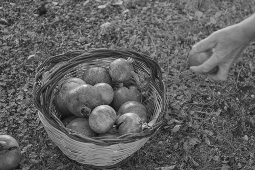 Picking pomegranates