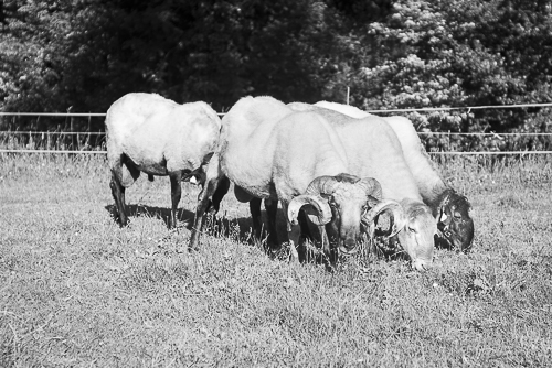 Grazing sheep