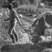 Thumbnail image for Sárig Attila- farmer, part II