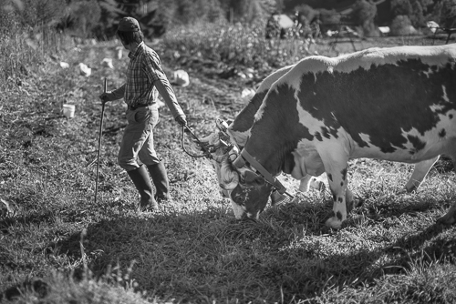 Picture showing the farmer leading two cows