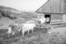 Thumbnail image for Bebeselea mountain farm