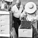 Thumbnail image for Beekeeping for beginners