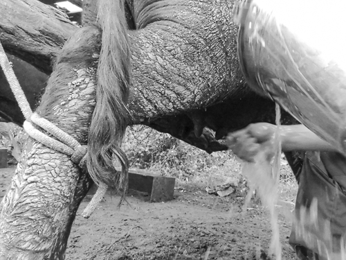 Tying the left hind leg to a beam to prevent the buffalo from kicking while being milked. In addition, the udder is rinsed with water
