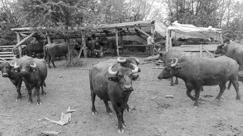Buffaloes waiting to be milked