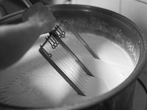Diving the coagulated milk by means of a tool called a harp to separate curd and whey