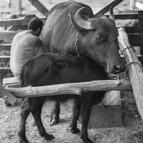 Milking a buffalo while the neck of the calf is touching the throat of the buffalo