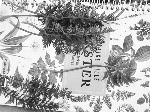 Edible plants on top of a book on edible plants
