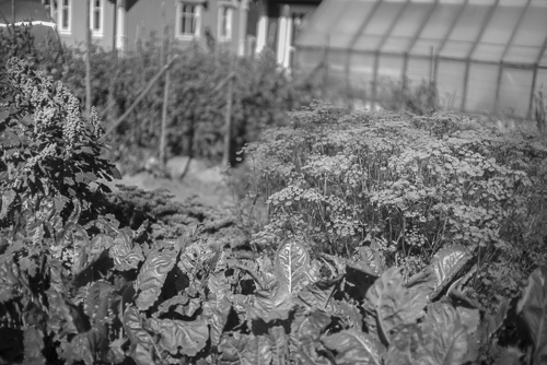 A detail of the preparedness garden with a small greenhouse