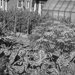 Thumbnail image for Dacha preparedness garden