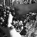 Thumbnail image for Wine farm Tenuta il Sogno