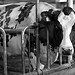 Thumbnail image for Eiker farmhouse dairy