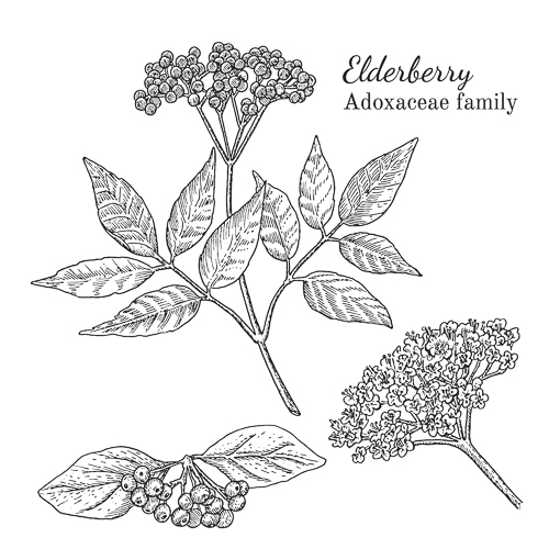 Drawing of an elderberry plant