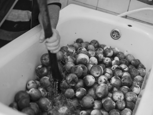 Flushing the apples in a bathtub to remove dust