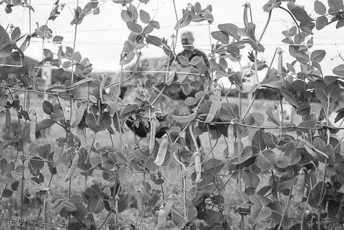 Peas growing on a grid