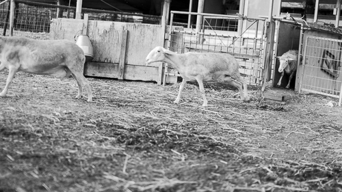 Sheep which have been milked