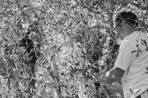 Harvesting olives