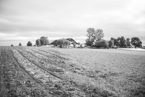 The farm with an onion field and a meadow in the foreground