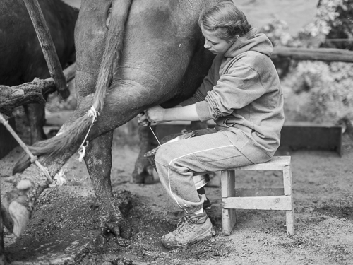 Milking a buffalo by hand