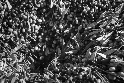 Freshly picked olives falling down a hole 