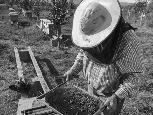 The beekeeper is inspectig the beesin a beehive