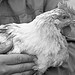 Thumbnail image for Livèche chickens