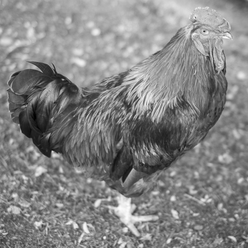 Photo of Kázmér, the rooster
