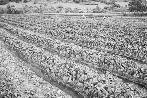 Workers are removing unwanted laves from a field of eggplants.