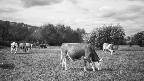 Grazing cows on a meadow