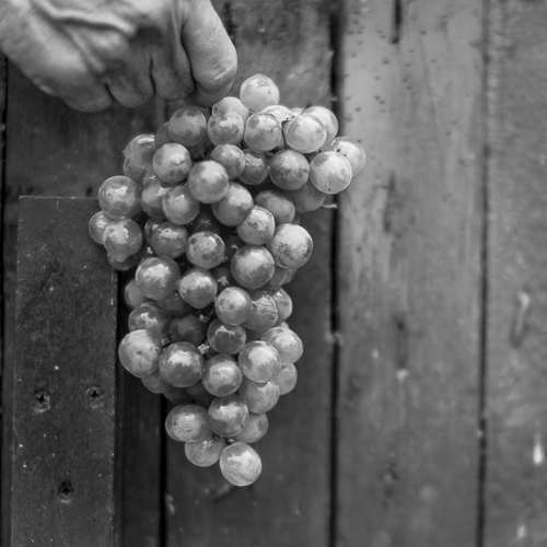 Holding a Vermentino grape cluster