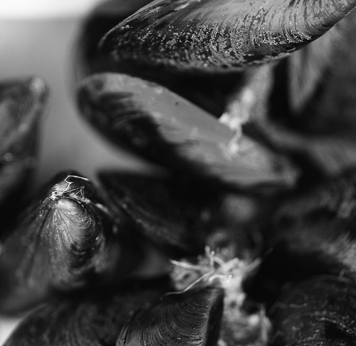 mussels_w500