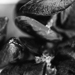 Thumbnail image for Mussels of Portonovo