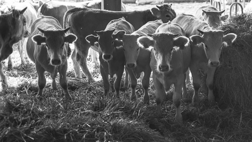 Curious cows