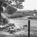 Thumbnail image for La Parrina – Antica fattoria