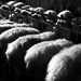 Thumbnail image for The Porcu shepherds