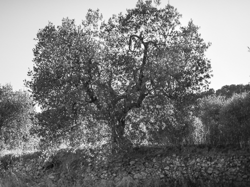 An olive tree above a dry stonewall