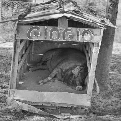 A pig is resting in its house
