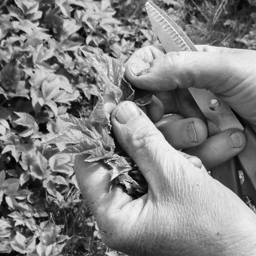 Collecting edible weeds