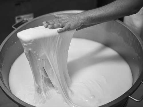 A dairy worker is lifting up the curd with a wooden tool