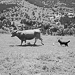 Thumbnail image for Sandra Lejarza – cattle farmer