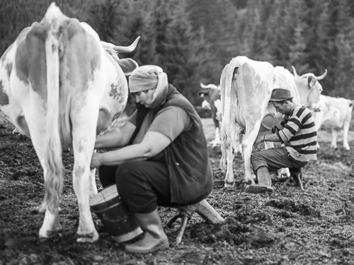 Milking cows manually