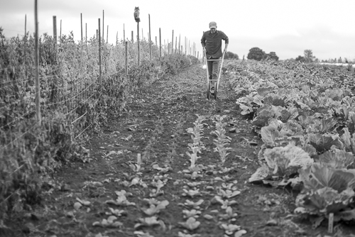 Preparing a vegetable field