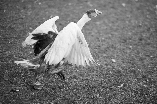 A geese which is trying to fly