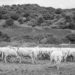 Thumbnail image for Azienda agricola “Terra Noas”