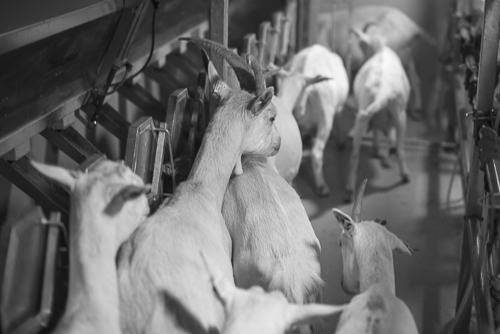 Goats ,which have been milked, are leaving the milking machines