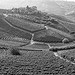 Thumbnail image for Azienda vitivinicola Guido Porro