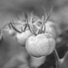 Thumbnail image for Le serre dei pomodori di Cristiana e Tiziana Vargiu