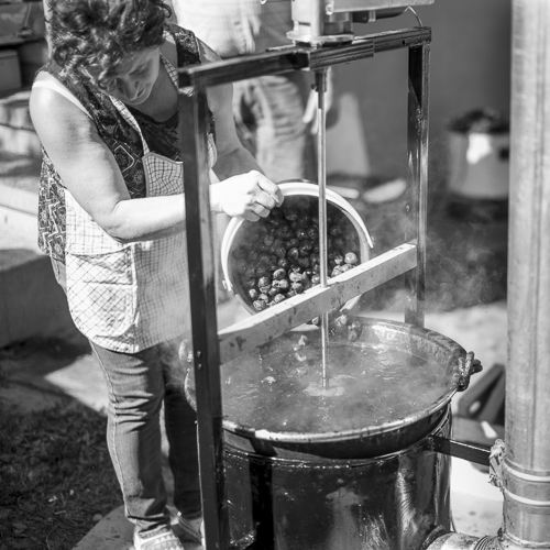 Eva Vass pouring plums into a kettle with boiling water.