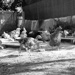 Thumbnail image for Norbert and Tímea – poultry farmers